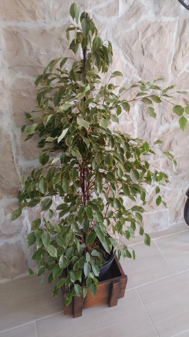 Apartment Tia Vis Dış mekan fotoğraf